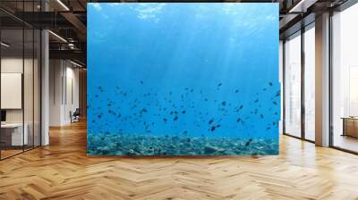 seascape panorama underwater flock of fish in the water Wall mural