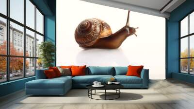 snail macro Wall mural