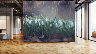 spring flowers snowdrops rain, background beautiful fresh wild flowers, water drops Wall mural