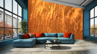 summer sunset glow grass field background Wall mural