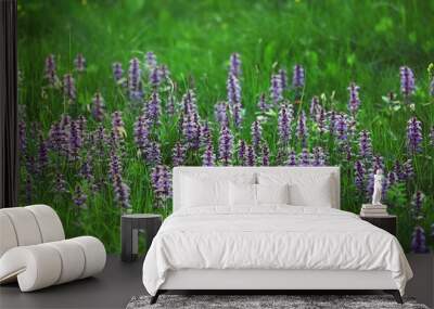 texture background blue flowers grass green Wall mural