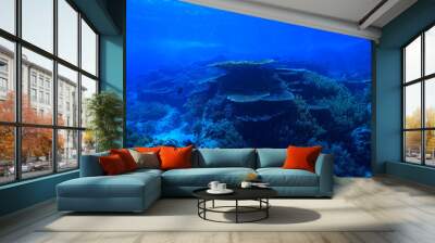 under water ocean / landscape underwater world, scene blue idyll nature Wall mural