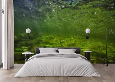 underwater fresh water green background with sun rays under, water Wall mural