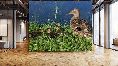 Mother and small duckling are swimming for food at the pond in the park in Russia. Wall mural