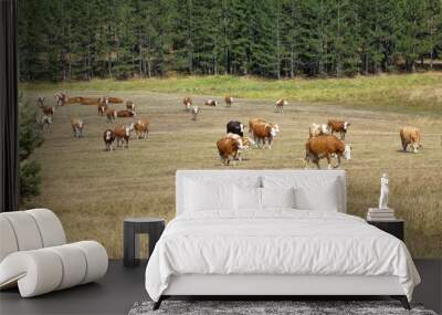 Cows in the field Wall mural