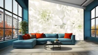 White chrysanthemum flowers.High key soft images.. Wall mural