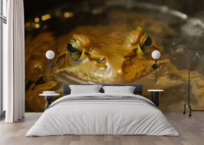 Boiling frog, A frog being slowly boiled alive Wall mural