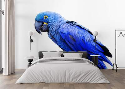 Blue and yellow, endangered Hyacinth Macaw (parrot) perched on a tree branch, on a white background Wall mural