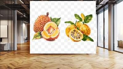 Exotic  tropical fruit watercolor transparent isolated vector Wall mural