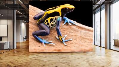 poison dart frog dendrobates tinctorius Wall mural