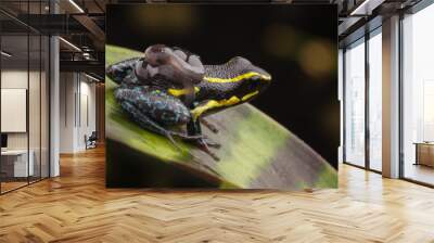 poison dart frog tadpoles Wall mural