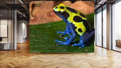 poison dart frog Wall mural