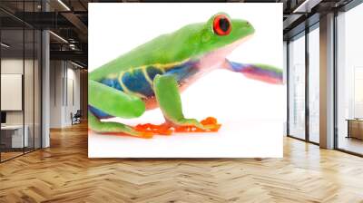 Red eyed tree frog Agalychnis callydrias crawling or reaching for something isolated on a white background. Wall mural