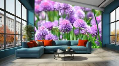 Chive Allium Schoenoprasum Colorful Blossom Home Gardening and Planting Stock Photo Wall mural