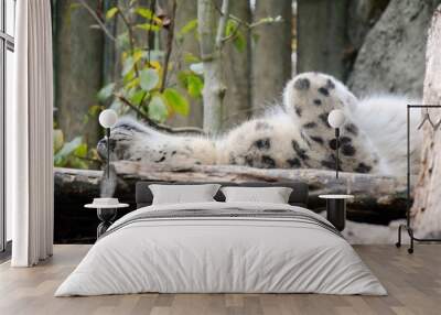 Irbis Snow Leopard Uncia Uncia Lying Resting Looking Mother Cute  Wall mural