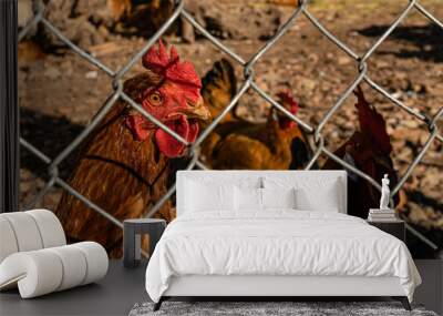 red-crested rooster on the farm Wall mural