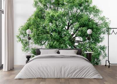 Top view of green tree top view transparent background Wall mural