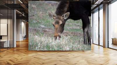 moose grazing in a field Wall mural