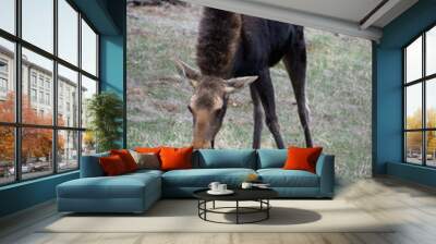 moose grazing in a field Wall mural