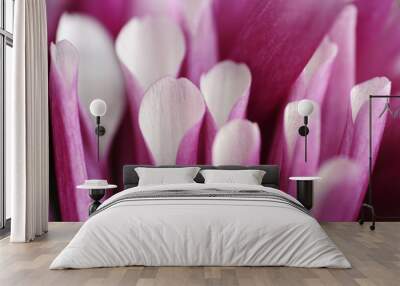 A macro view of a blooming chrysanthemum, or Pom Pom Mum. Wall mural