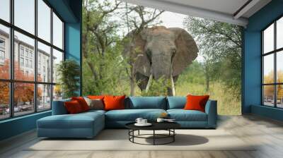 African elephant, Kruger National Park, South Africa Wall mural