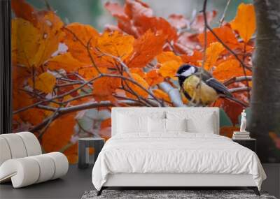 Great tit in a tree in the forest with autumn colored leaves in te netherlands Wall mural