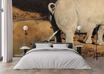 White rhino or rhinoceros, urinating or scent marking, Pilanesberg National Park, South Africa Wall mural