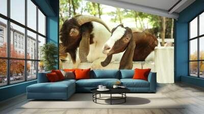 Farm Animal Life Wall mural