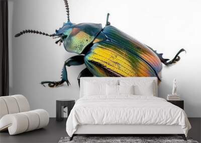 Beetle side view full body isolate on transparency background PNG Wall mural