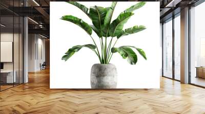 Decorative banana plant in concrete vase isolated on transparency background PNG Wall mural