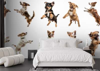 floated dog jumping gesture try to bite something in the air isolate on transparency background PNG Wall mural