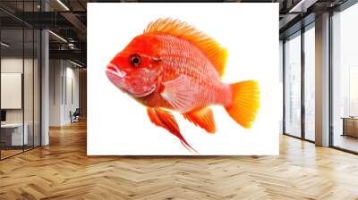 red jewel cichlid fish isolated on transparency background PNG Wall mural