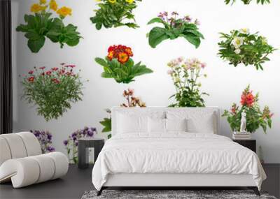 Set of flowers isolated on transparent background. Cutout plants for garden design or landscaping. High quality clipping mask for professionnal composition. Flower bed. Wall mural