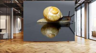 Isolated common European garden snail (Helix aspersa) on glass with a reflection Wall mural