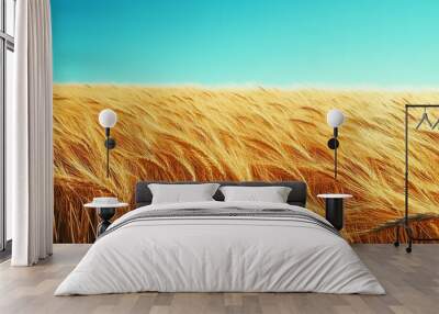 Golden wheat field under a clear blue sky. Wall mural