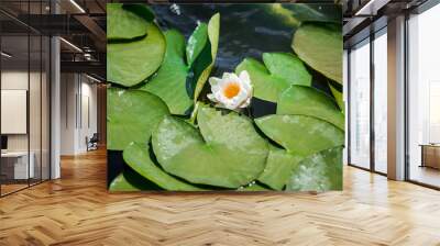 A beautiful water lily or white lotus flower among wet leaves in the pond. Nature concept background Wall mural