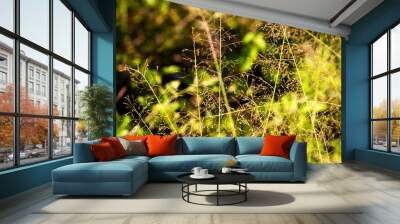 The evening grass flowers are beautiful in the light of two. Wall mural