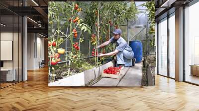 a worker harvests of red ripe tomatoes in a greenhouse Wall mural