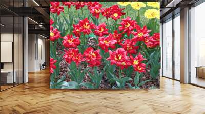 Many beautiful red tulips in flower garden Wall mural