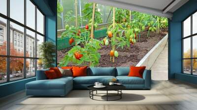 many bushes of tomatoes in the greenhouse Wall mural