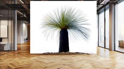 Beautiful black boy Australian native bushland landscape (Xanthorrhoea australis) or grass tree at the Outback of Western Australia in Kalbarri National isolated white background  Wall mural