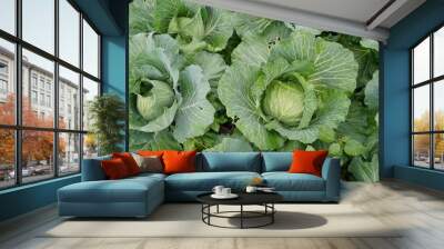 cabbage growing in the garden Wall mural