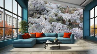 Blue spruce. Branches close up Wall mural