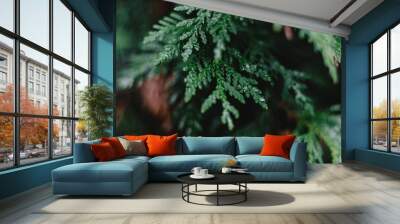 Cedar tree branches Wall mural