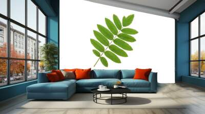 Rowan green leaf isolated on white background Wall mural