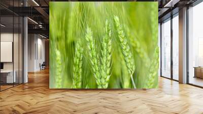 A field with green ears of wheat on a hot summer day Wall mural