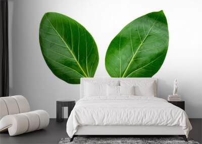 banyan tree leaves isolated on white background. natural green leaf Wall mural