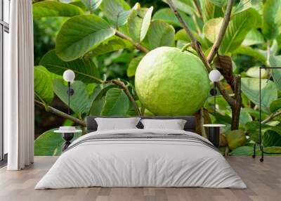 Fresh guava fruit with green leaf on the tree Wall mural