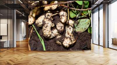 Fresh peanuts plants with roots, peanut, raw food in the farm Wall mural