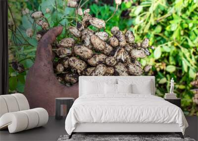 Fresh peanuts plants with roots plants harvest of peanut plants. Wall mural